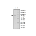 CRTAM, Fc-Fusion (IgG1), Avi-Tag, Biotin-Labeled Recombinant – Figure 1 of 1