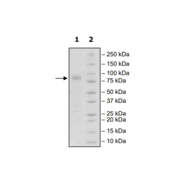 CRTAM, Fc-Fusion (IgG1), Avi-Tag, Biotin-Labeled Recombinant – Figure 1 of 1