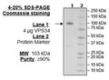 VPS34, FLAG-tag Recombinant – Figure 1 of 2