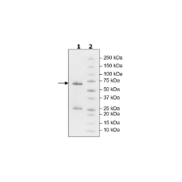 TGFβR2, GST-tag Recombinant – Figure 1 of 1