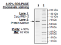 Human IRE1, His-Avi-tag Recombinant – Figure 1 of 3