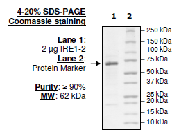 Human IRE1, His-Avi-tag Recombinant – Figure 1 of 3