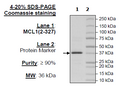 MCL1, His-Tag Recombinant – Figure 1 of 2