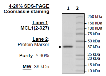 MCL1, His-Tag Recombinant – Figure 1 of 2