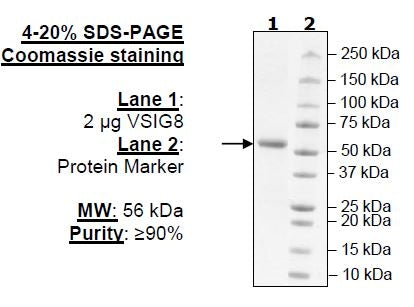 VSIG8, Fc Fusion, Avi-Tag Recombinant – Figure 1 of 1