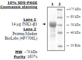 JNK1-β1(K55M), Kinase Deficient, GST-tag Recombinant – Figure 1 of 1