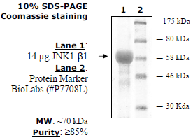 JNK1-β1(K55M), Kinase Deficient, GST-tag Recombinant – Figure 1 of 1