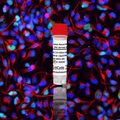 Human Neural Stem Cells (iPSC-derived, Normal)