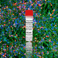 Human Dopaminergic Neurons (iPSC-derived, Normal)