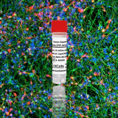 Human Dopaminergic Neurons (iPSC-derived, Normal)