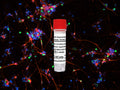 Human Dopaminergic Neurons (iPSC-derived, CHCHD2, R145Q, HOM) – Figure 1 of 1