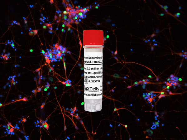 Human Dopaminergic Neurons (iPSC-derived, CHCHD2, R145Q, HOM) – Figure 1 of 1