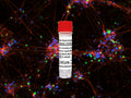 Human Dopaminergic Neurons (iPSC-derived, CHCHD2, R145Q, ISO) – Figure 1 of 1