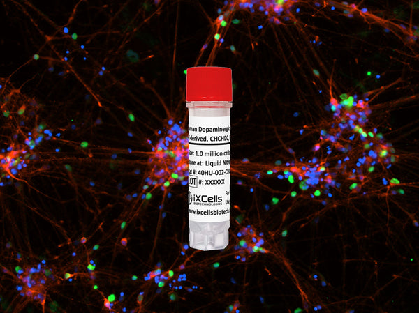 Human Dopaminergic Neurons (iPSC-derived, CHCHD2, R145Q, ISO) – Figure 1 of 1