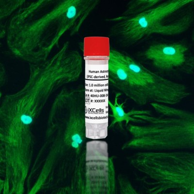 Human Astrocytes (iPSC-derived, Normal)