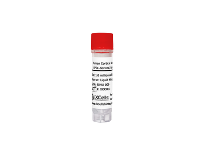 Human Cortical Neurons (iPSC-derived, Normal) – Figure 1 of 1