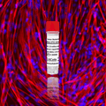 Human Skeletal Muscle Myoblasts (iPSC-derived, Normal)