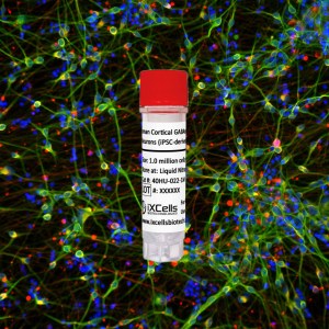 Human Cortical GABAergic Neurons 2.0
(iPSC-derived)