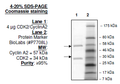 CDK2 (no tag)/CyclinA2, His-GST-tags Recombinant – Figure 1 of 2