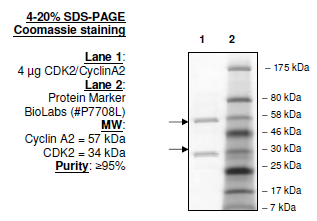 CDK2 (no tag)/CyclinA2, His-GST-tags Recombinant – Figure 1 of 2