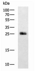 MOG Polyclonal Antibody – Figure 1 of 3