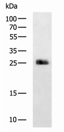 MOG Polyclonal Antibody – Figure 1 of 3