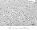 FDX1 Stable Knockout H9c2 Cell Line – Figure 1 of 1