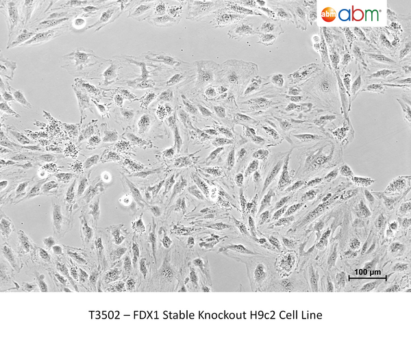 FDX1 Stable Knockout H9c2 Cell Line – Figure 1 of 1