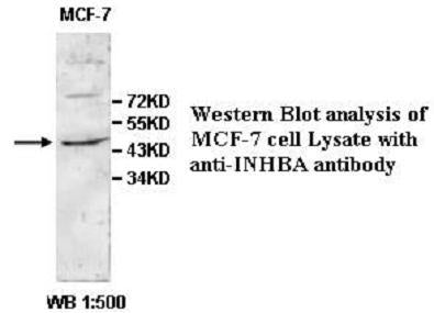 Anti-INHBA Antibody – Figure 1 of 1