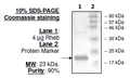 Rheb, His-tag Recombinant – Figure 1 of 1
