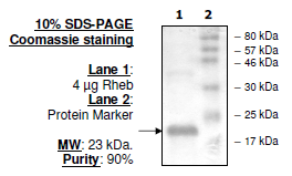Rheb, His-tag Recombinant – Figure 1 of 1