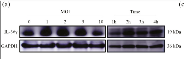 IL1F9 Antibody – Figure 1 of 3