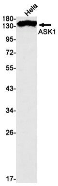 Recombinant ASK1 Monoclonal Antibody – Figure 1 of 2