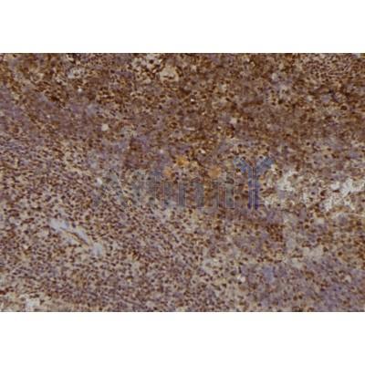 DF6146 at 1/100 staining Mouse spleen tissue by IHC-P. The sample was formaldehyde fixed and a heat mediated antigen retrieval step in citrate buffer was performed. The sample was then blocked and incubated with the antibody for 1.5 hours at 22°C. An HRP conjugated goat anti-rabbit antibody was used as the secondary antibody.