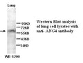 Anti-angiopoietin 4 Antibody – Figure 1 of 1