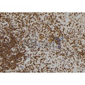 DF6189 at 1/100 staining Human spleen tissue by IHC-P. The sample was formaldehyde fixed and a heat mediated antigen retrieval step in citrate buffer was performed. The sample was then blocked and incubated with the antibody for 1.5 hours at 22°C. An HRP conjugated goat anti-rabbit antibody was used as the secondary antibody.