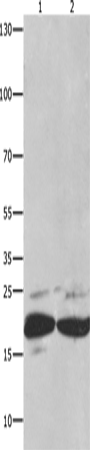 FADD Polyclonal Antibody – Figure 1 of 4