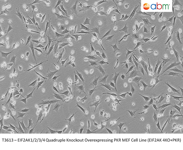 EIF2AK1/2/3/4 Quadruple Knockout Overexpressing PKR MEF Cell Line (EIF2AK 4KO+PKR) | Applied Biological Materials (abm)