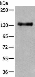 PTPRA Polyclonal Antibody – Figure 1 of 2