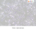 SACC-LM Cells – Figure 1 of 1