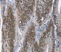 GNRH1 Polyclonal Antibody – Figure 1 of 3
