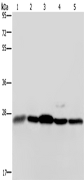 HMGB1 Polyclonal Antibody – Figure 1 of 3