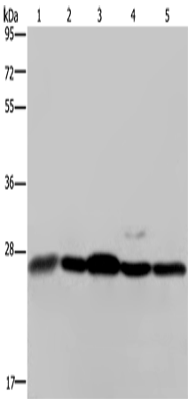 HMGB1 Polyclonal Antibody – Figure 1 of 3
