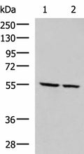 ECM1 Polyclonal Antibody – Figure 1 of 4