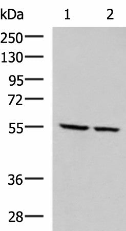ECM1 Polyclonal Antibody – Figure 1 of 4