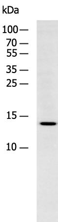 H2AFJ Polyclonal Antibody – Figure 1 of 3