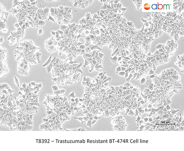 Trastuzumab Resistant BT-474R Cell line – Figure 1 of 1