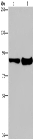 MAPRE3 Polyclonal Antibody – Figure 1 of 4