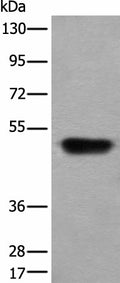 HNRNPH2 Polyclonal Antibody – Figure 1 of 4