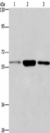 GPC6 Polyclonal Antibody – Figure 1 of 5